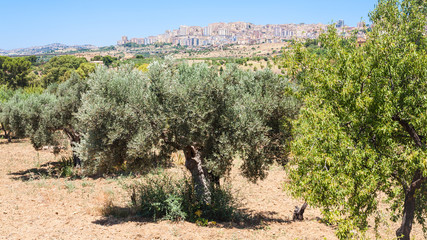 olive trees and view of Agrigento town in Sicily