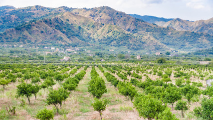 Fototapeta na wymiar tangerine trees in Alcantara region of Sicily