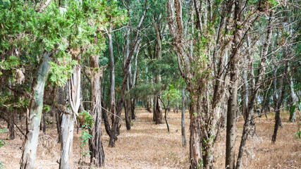 Eucalyptus grove in Sicily