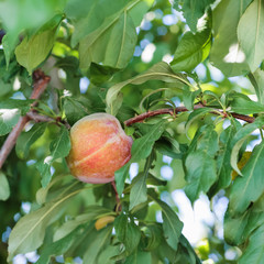 ripe yellow plum on tree in Sicily