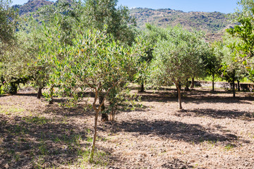 Fototapeta na wymiar grove of young olive trees in garden in Sicily