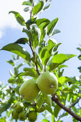 green apples on tree in Sicily