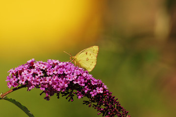 Hufeisenkleegelbling an Blume