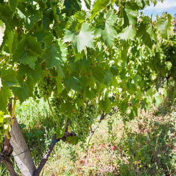 many grapees in vineyard in Sicily