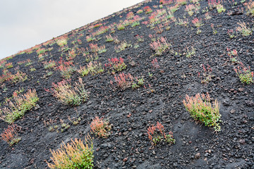 first flowers on volcanic land of Mount Etna
