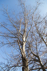 leafless tree branches against the blue sky
