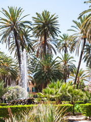 Fototapeta na wymiar green palms in public garden Villa Bonanno