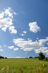 Wheat field and a counry side