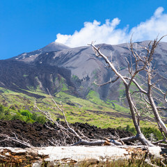 broken tree in hardened lava flow on slope of Etna