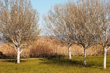 Obraz premium Alberi germoglianti