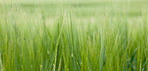 Wheat field on a summer
