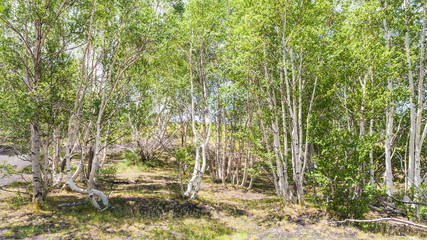 birch grove on slope of Etna volcano