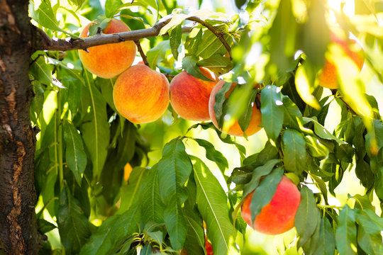 Fresh ripe peach on tree in summer orchard