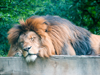Naklejka premium Lion sleeping