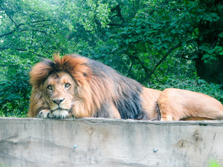 Lion watching