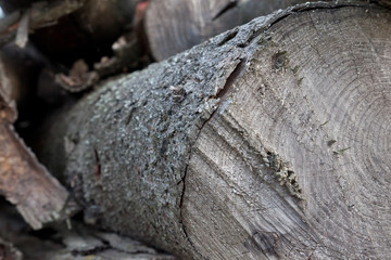 Pile of old woods