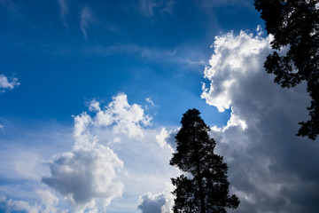 Clouds on a blue sky with tree silhuet