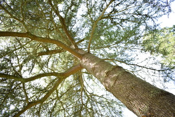 Trees