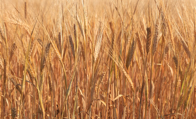 Wheat on a meadow
