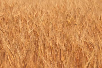 Wheat on a meadow