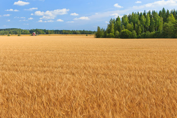 Wheat on a meadow