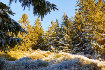 Wald im Winter 2