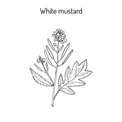 White mustard Sinapis alba 