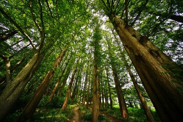 メタセコイアの森