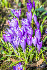 The field with crocuses in the wild