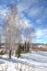 Obraz premium winter Sunny day in the forest