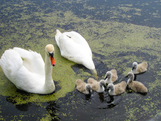 Swan with chicks. Mute swan family. Beautiful young swans in lake