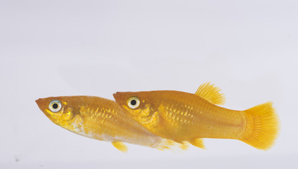 Xiphophorus hellerii - Ada swordtail - aquarium fish