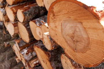 Piles of birch trees