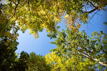 Fototapeta premium autumn