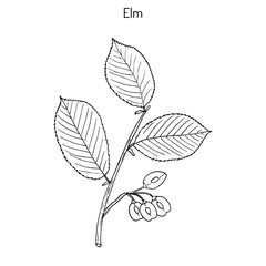 Field Elm Hand drawn illustration