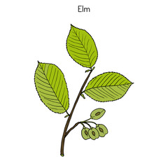 Field Elm Ulmus minor 