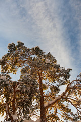 Pine trees on a winter day