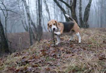 Beagle on a walk in the spring woods