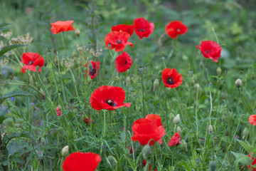 Obraz premium field of wild red poppy flowers
