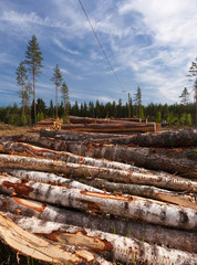 Piles of birch trees