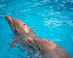 lucky Dolphines © defpics