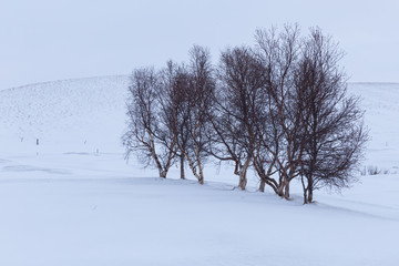 Fototapeta na wymiar a stand of trees in the winter countryside, Iceland