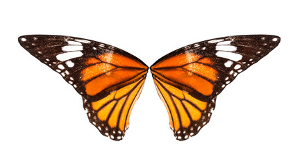 Orange butterfly wings on white background.