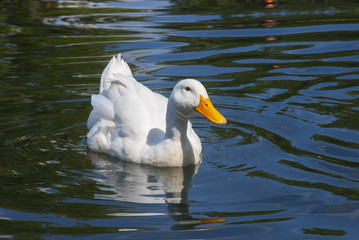 Naklejka premium Pato blanco en charca