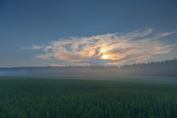 Wheat fields on a sundown