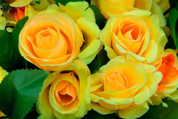 colorful rose flower fabric for background