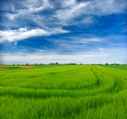 Fototapeta premium Wheat field against a blue sky