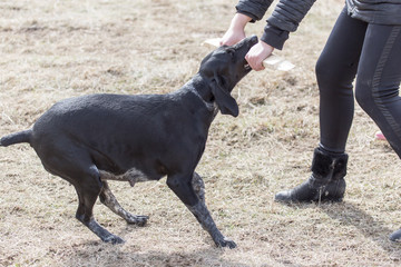 Dog playing with a stick on nature