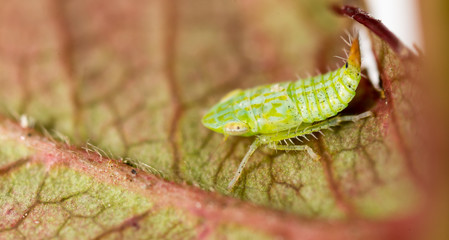 Green aphids on a leaf. macro