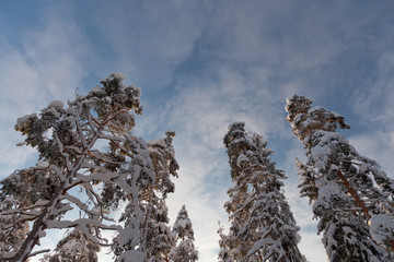 A snow covered pine trees